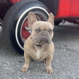 Fendi - French Bulldog