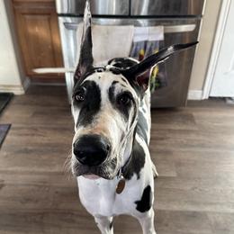 Great Danes from Noctua Kennels