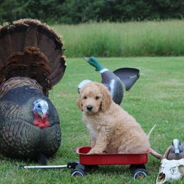 Girl 7 - Parti female Poodle puppy in North Carolina from Masquerade's Standard Poodles of North Carolina