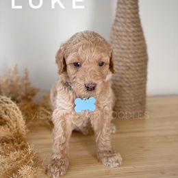 Goldendoodle Puppies from Ivie Mountain Doodles