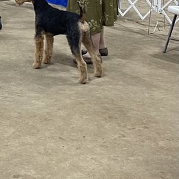 Airedale Terrier Puppies from Mystic’s Airedale Acres