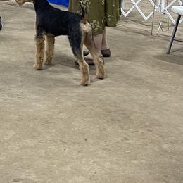 Airedale Terrier Puppies from Mystic’s Airedale Acres
