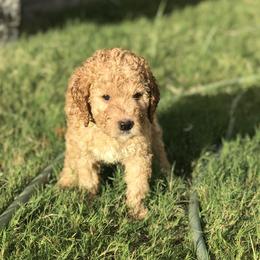 Goldendoodles from Head Over Doodles