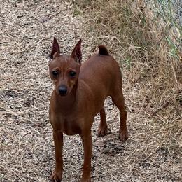 Miniature Pinscher puppies from Cheristar