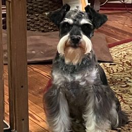 Lucy - Miniature Schnauzer