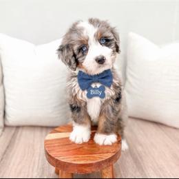 Billy - Blue merle male Bernedoodle puppy in Ormond Beach, Florida from Florida Coast Doodles