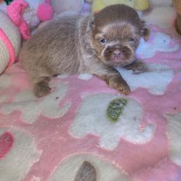 Shih Tzu Puppies from Shih Tzu Cottage
