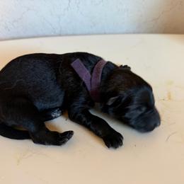 Veronica - Sable female German Shepherd puppy in Winterport, Maine from Vom Stevens Old Fashioned German Shepherds