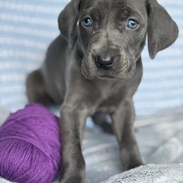 Lucia - Blue female Weimaraner puppy in Clarion, Pennsylvania from Hilltop Farms