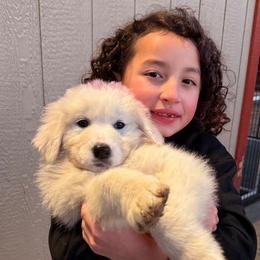 Purple Girl - White female Maremma Sheepdog puppy in Kings County, California from Prancing Pony Farm Maremma Sheepdogs