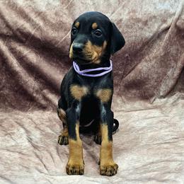 Z-03 - Black and rust female Doberman Pinscher puppy in Buckley, Washington from Blackthorn Kennel