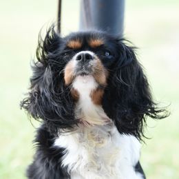 Winter - Cavalier King Charles Spaniel