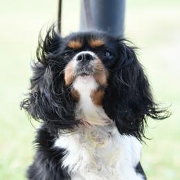 Winter - Cavalier King Charles Spaniel