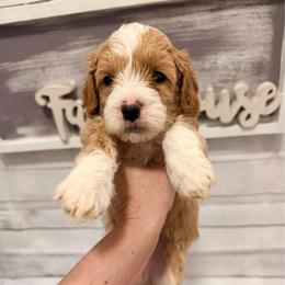 Doc - Red  male Goldendoodle puppy in Bradenton, Florida from Christianna’s Mini Goldendoodles