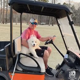 Great Pyrenees Puppies from Prospect Pyrenees