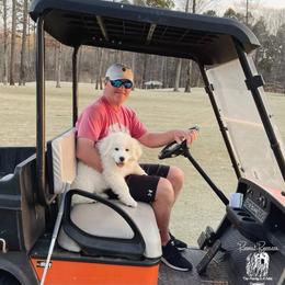 Great Pyrenees Puppies from Prospect Pyrenees