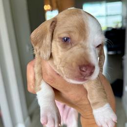 Cruz-4800 - Dapple male Dachshund puppy in Winter Haven, Florida from Dreamwork Dachshunds