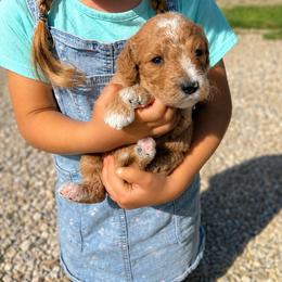 Belle - Apricot female Goldendoodle puppy in Hudson, Michigan from Haaspawz