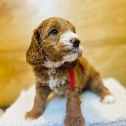 Mickey - Red Collar - Red  male Goldendoodle puppy in Denison, Iowa from Violet View Iowa Goldendoodles