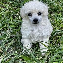 Girl 2 - White female Poodle puppy in Rockvale, Tennessee from Cosmic Chinese Cresteds & Wind-Echo Poodles