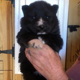 Slate - Agouti and white male Siberian Husky puppy in Thomasville, Georgia from Southern Blues Siberian Huskies