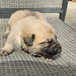 Green - Sable female German Shepherd puppy in Lebanon, Pennsylvania from East Coast k9's