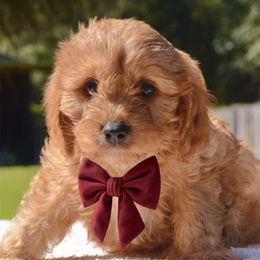Oakley - Apricot male Cavapoo puppy in Theodore, Alabama from Horton & Co. Cavapoos