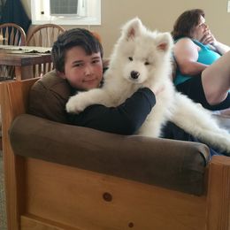 Samoyed Puppies from Kenjo Samoyeds