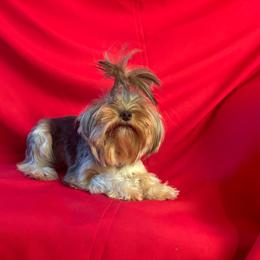 Summer - Yorkshire Terrier