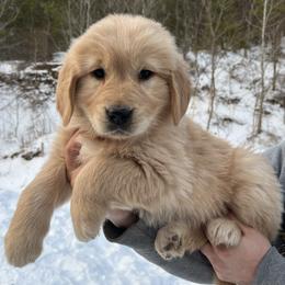 Girl 1 - Golden female Golden Retriever puppy in Lucasville, Ohio from Trusting Hearts Kennel