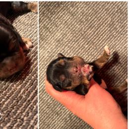 Adam - Black and tan male Cocker Spaniel puppy in Clinton, Oklahoma from Enchanted Spaniels