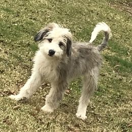Aussiedoodles and Goldendoodles from Flint Creek Doodles