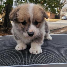 Male 2 - Red male Pembroke Welsh Corgi puppy in Allen, Texas from Whitecreek Corgis