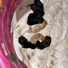 Boy 1 - Black male Labrador Retriever puppy in Alaska from Steele's Lone Oak Labradors