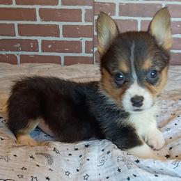Lilly - Black and tan female Pembroke Welsh Corgi puppy in Checotah, Oklahoma from Skoal Creek Corgi's