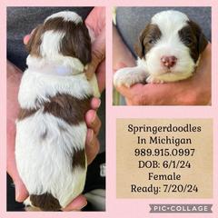 English Springer Spaniel and Springerdoodle Puppies from Springerdoodles In MI