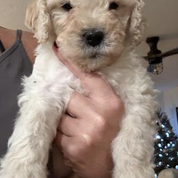 Zena - Cream female Goldendoodle puppy in Sarasota, Florida from Doodle Lovin