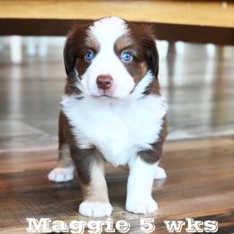 MISS MAGGIE RTF - Red tri-color female Miniature American Shepherd puppy in Pasco, Washington from ROCK CREEK LABRADORS Pasco, WA