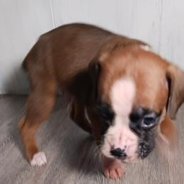 Boy 1 - Fawn male Boxer puppy in Canterbury, Connecticut from Franklin’s Boxers