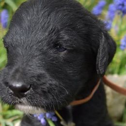 Labradoodles from Marvelous Labradoodles