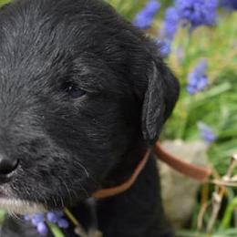 Labradoodles from Marvelous Labradoodles