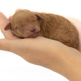 Sandy - Apricot female Goldendoodle puppy in Port Saint Lucie, Florida from Coastal Crown Doodles