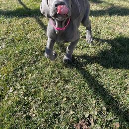 Great Dane Puppies from Dana's Danes