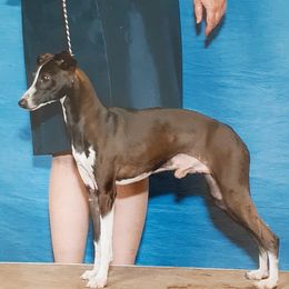 Dillon - Italian Greyhound