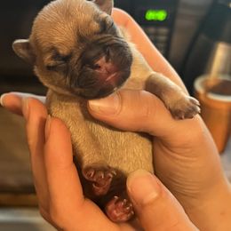 American Pit Bull Terrier, French Bulldog, Miniature Schnauzer, and Olde English Bulldogge Puppies from MAMA PAWS LLC