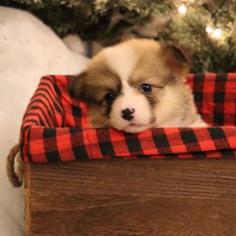Little Fonz - Sable male Pembroke Welsh Corgi puppy in St. Charles, Iowa from Kim Boyle's Pembroke Welsh Corgis