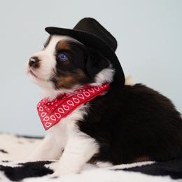 Colt - Black tri male Miniature Australian Shepherd puppy in Chesapeake, Virginia from Beaver Dam Mini Aussies
