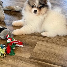 Pomeranian Puppies from Nikki’s lil Pomeranians