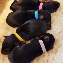 Dachshund puppies from Polaris Pups