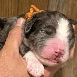 Boy 6 - male Bernedoodle puppy in Coopersburg, Pennsylvania from Deutsch Hund Haus